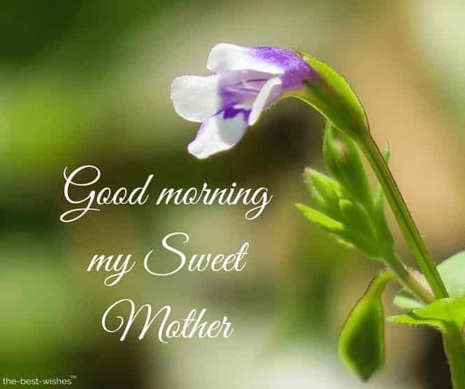Good Morning My Sweet Mother images