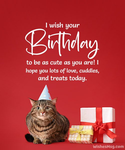 Happy Birthday For A Cat Image