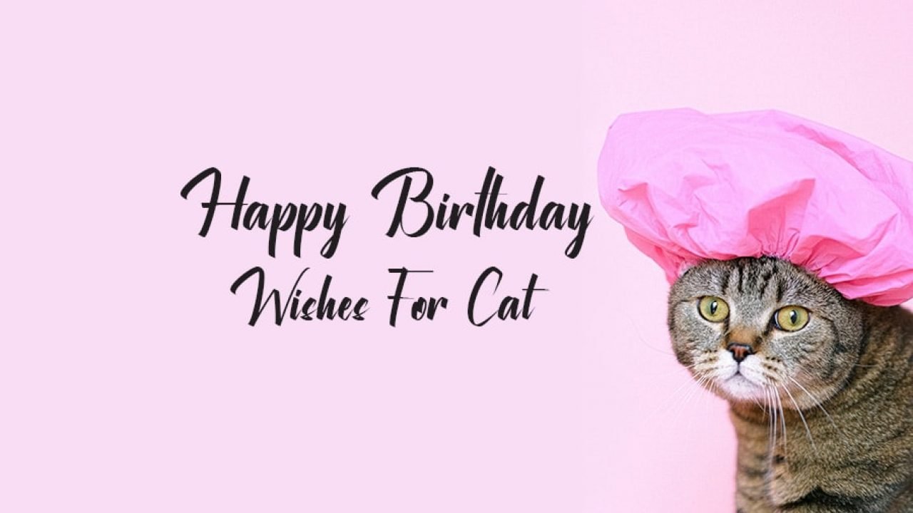 Happy Birthday Wishes For Cat Image
