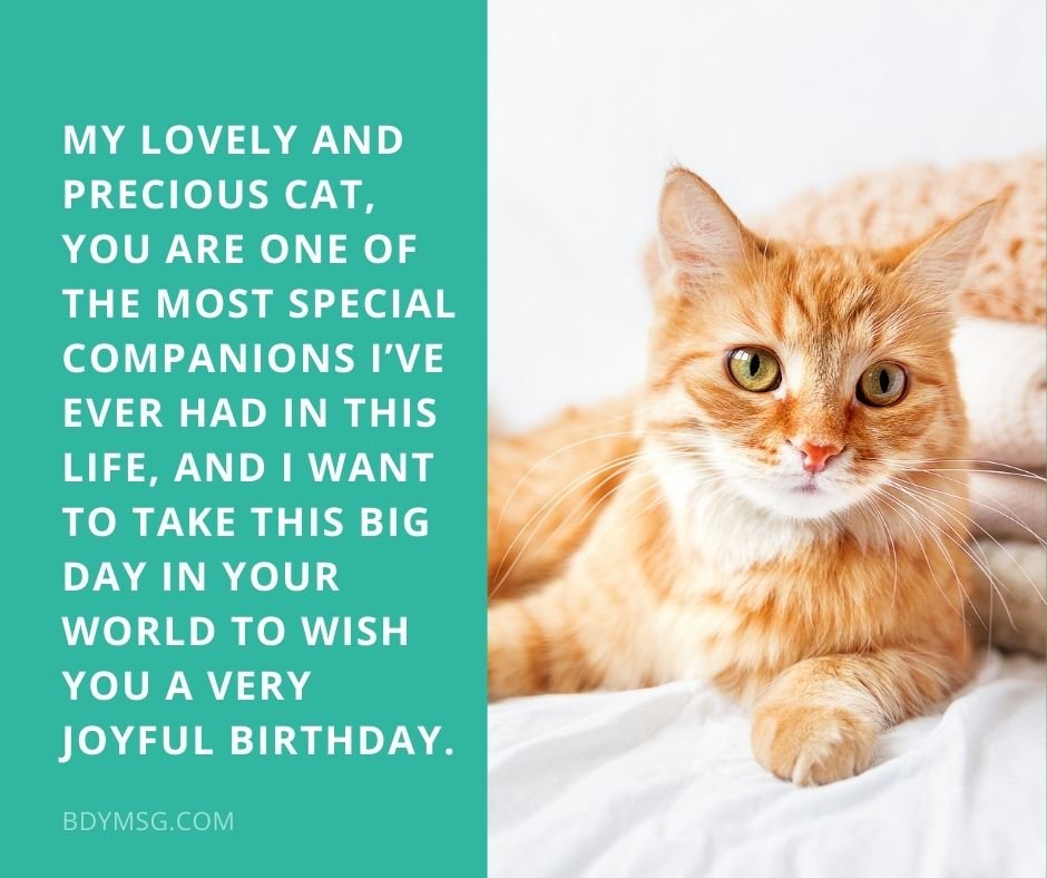 Birthday Wishes and Images For Cat Lovers