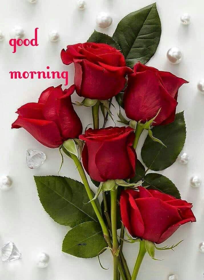 Good Morning Red Rose With Red Rose Status