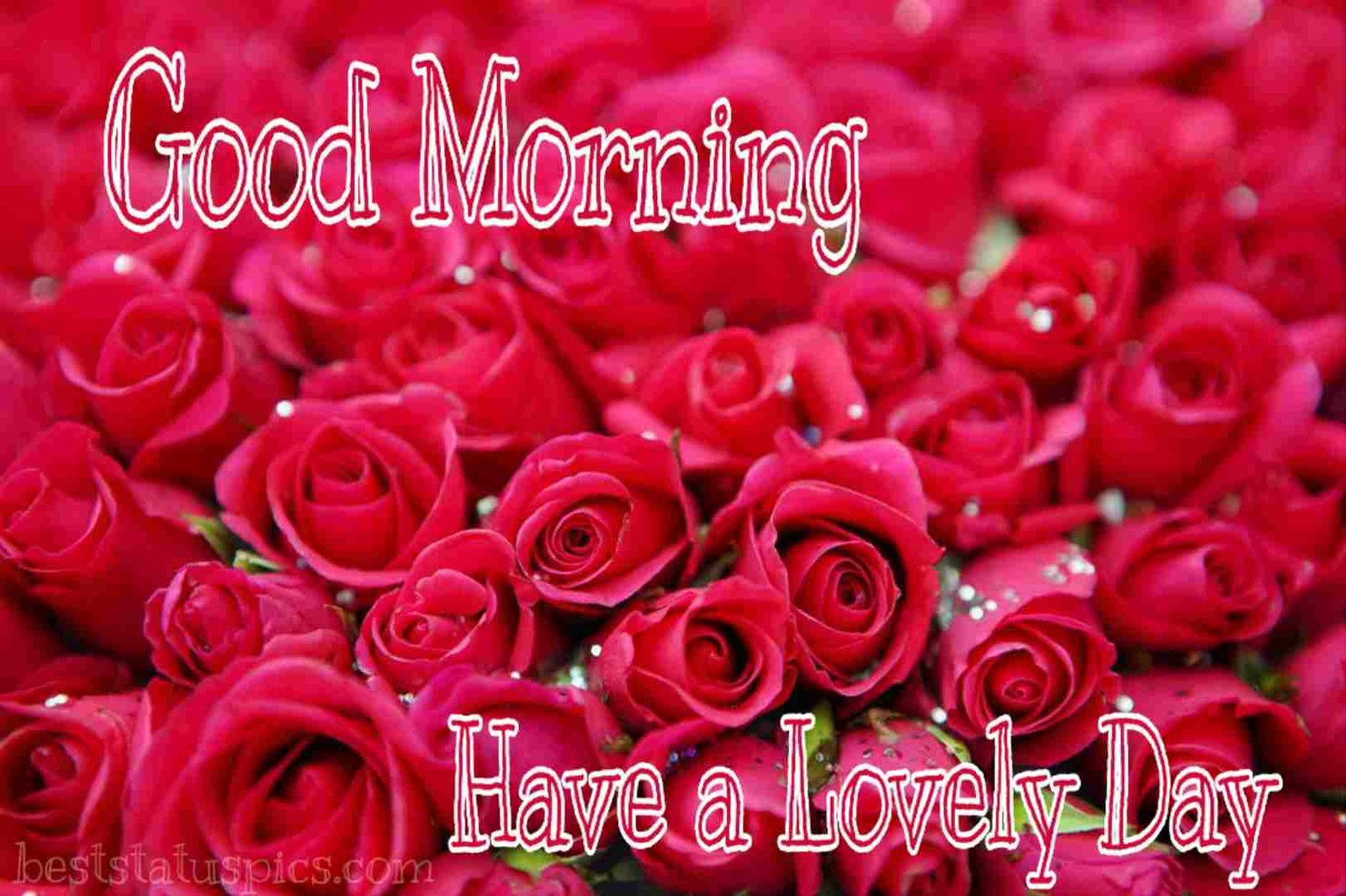 Good Morning Rose Have A Lovely Day Image