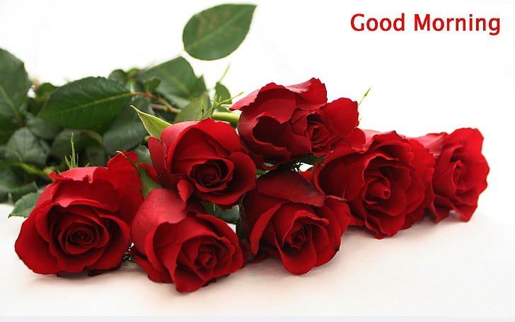 Good Morning With Beautiful Red Rose Flower Photo