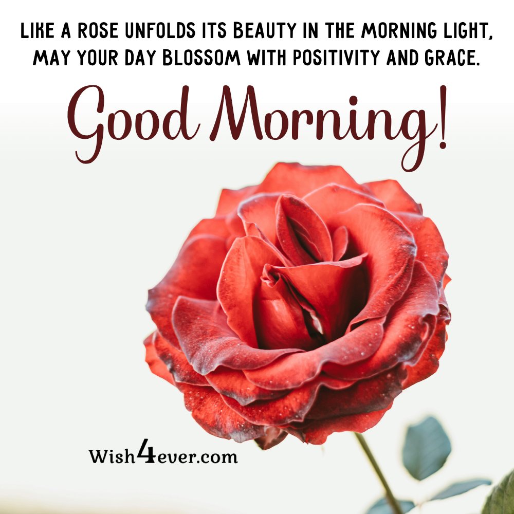 Like a Rose unfolds it's beauty in the morning