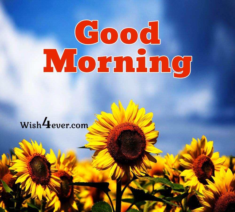 Good Morning Sunflower Image